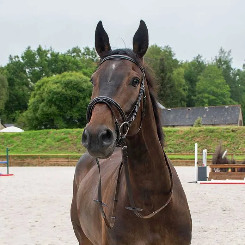 HORSE & GO Bridon muserolle combinée> Bridon