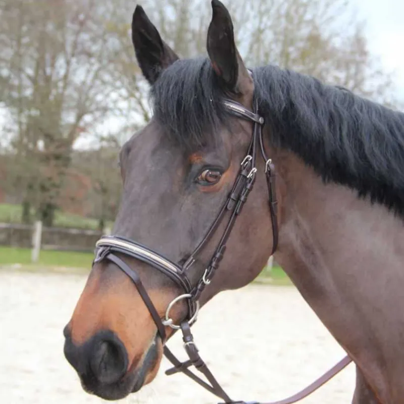 CANTER Bridon Mylord> Bridon