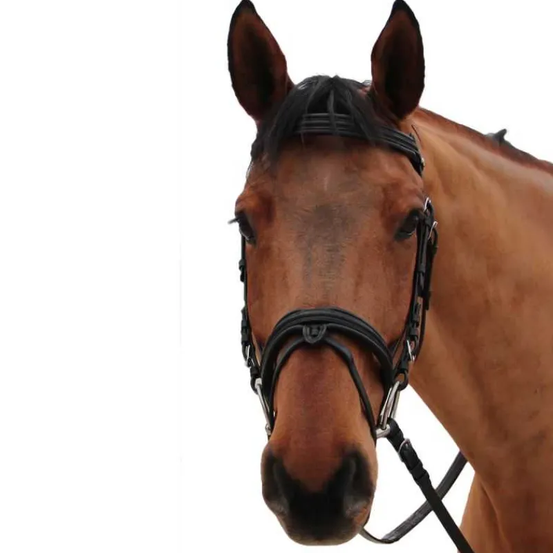 CANTER Bridon Mylord> Bridon