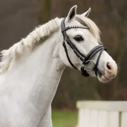 QHP Bridon poney Brixie> Bridon