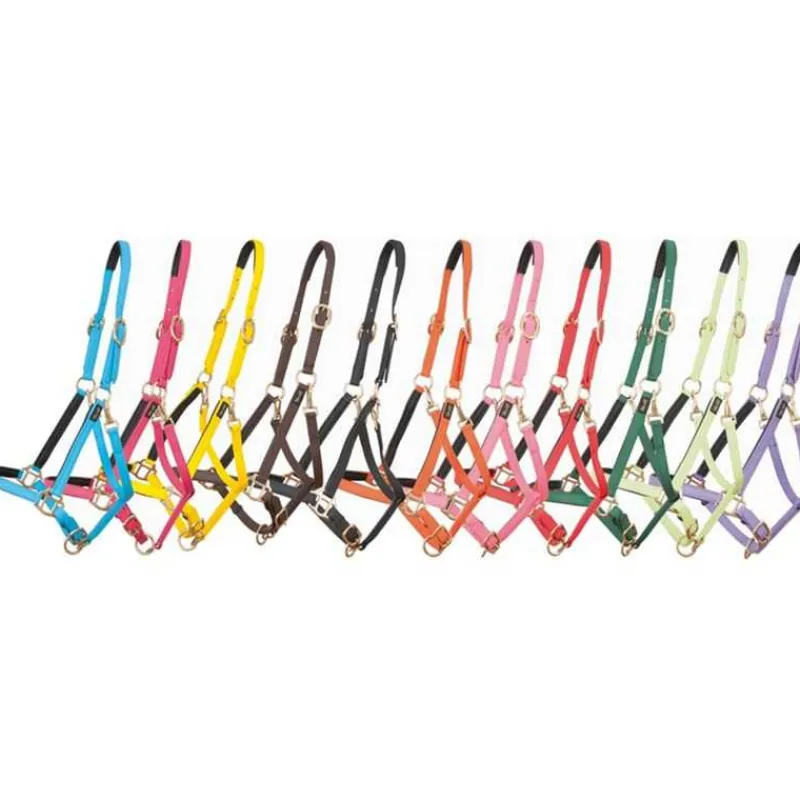 BIOTACK® Licol Biotack T de T> Biotack®