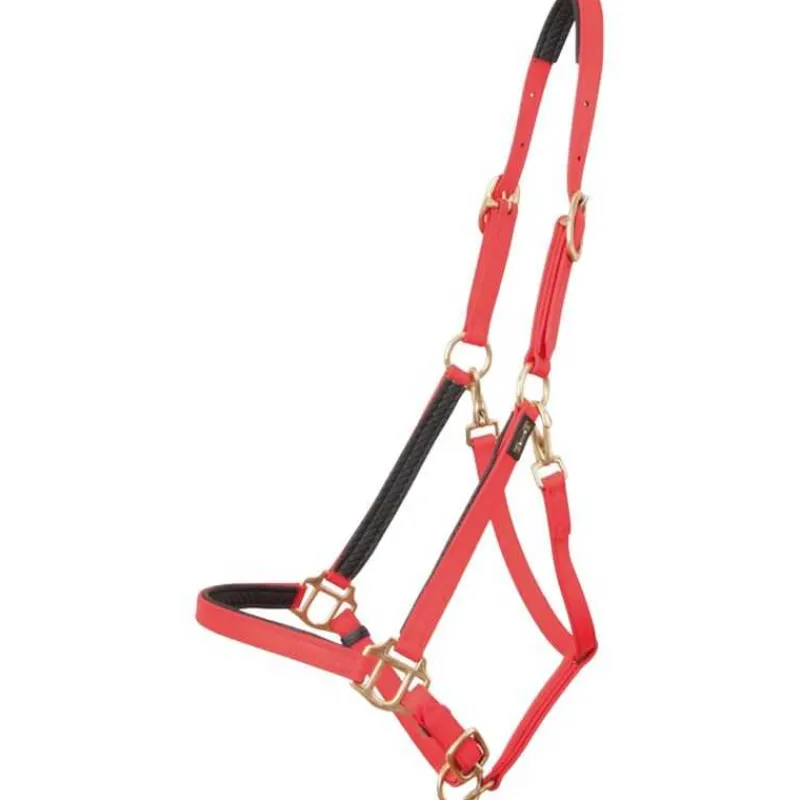 BIOTACK® Licol Biotack T de T> Biotack®