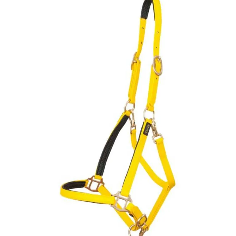 BIOTACK® Licol Biotack T de T> Biotack®