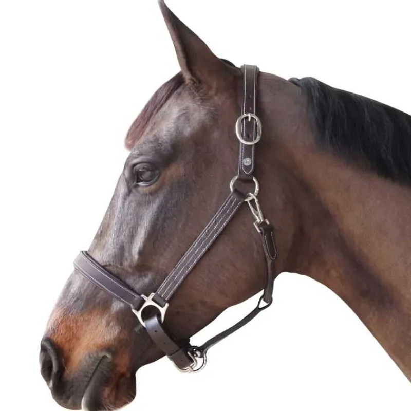 CANTER Licol cuir doublé> Licol En Cuir