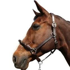 CANTER Licol cuir et corde><noscript><img data-lazyloaded=