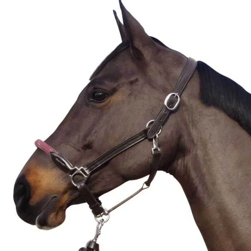 CANTER Licol cuir et corde> Licol En Cuir