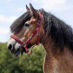 QHP Licol Deluxe cheval de trait> Licol Nylon