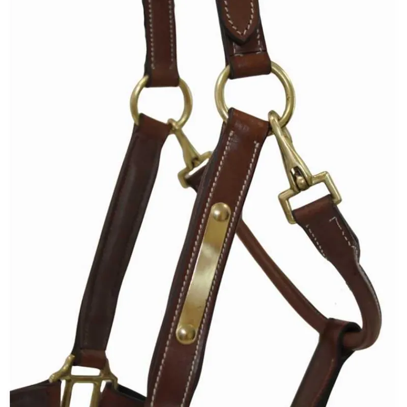 T de T Licol en cuir avec plaque> Licol En Cuir