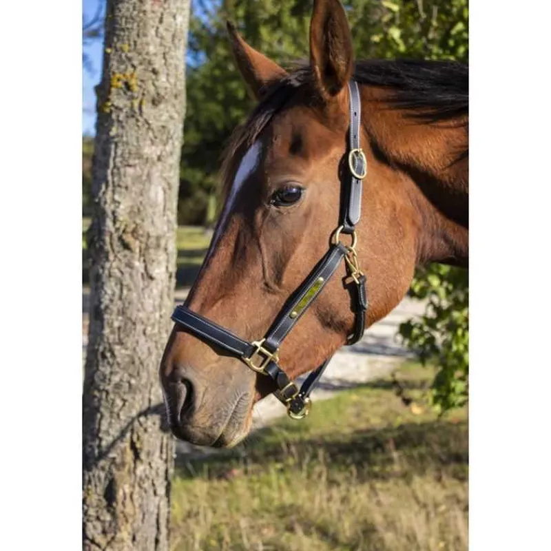 T de T Licol en cuir avec plaque> Licol En Cuir