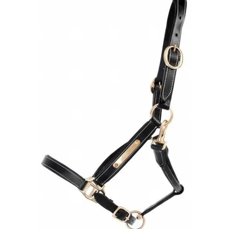 T de T Licol en cuir avec plaque> Licol En Cuir