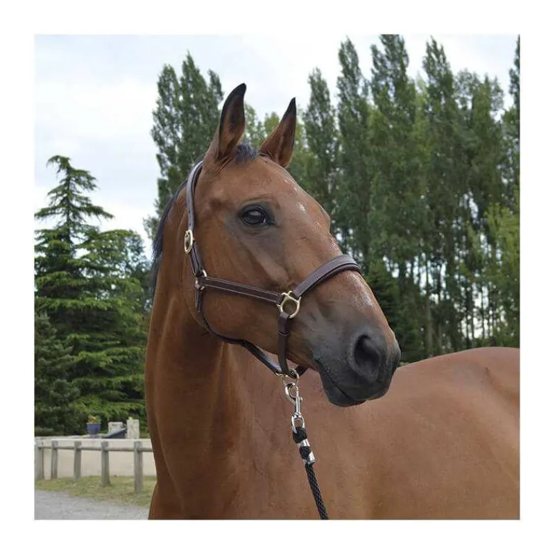 STATIONATA Licol en cuir Fashion> Licol En Cuir
