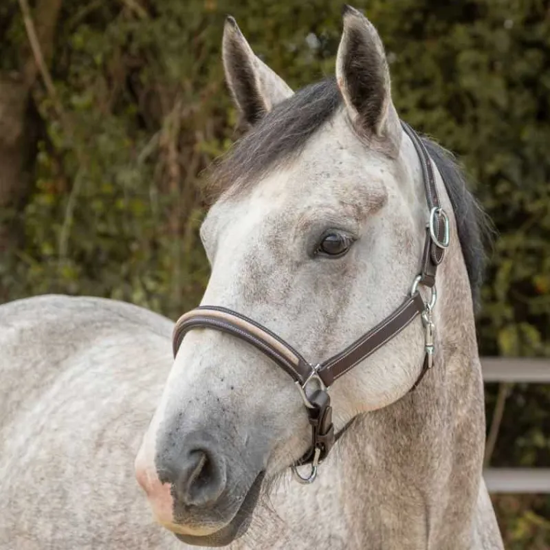 CANTER Licol en cuir Mylord> Licol En Cuir