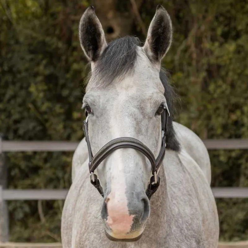 CANTER Licol en cuir Mylord> Licol En Cuir