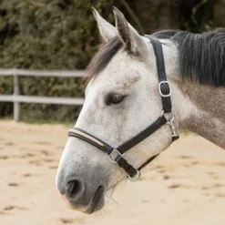 CANTER Licol en cuir Mylord><noscript><img data-lazyloaded=