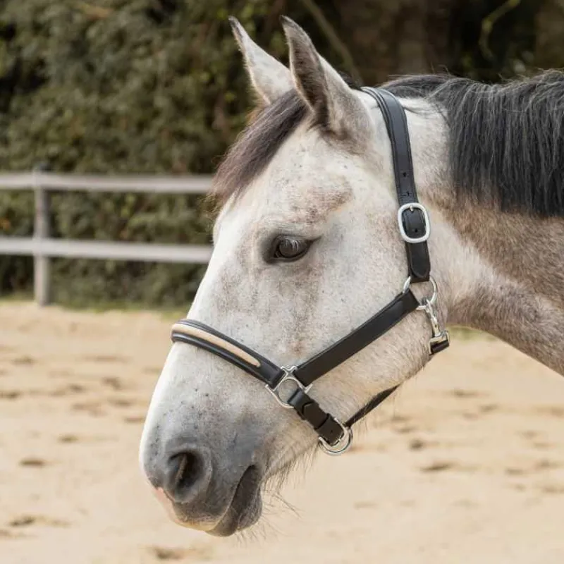CANTER Licol en cuir Mylord> Licol En Cuir