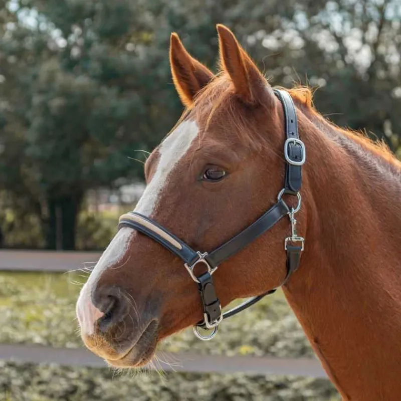 CANTER Licol en cuir Mylord> Licol En Cuir