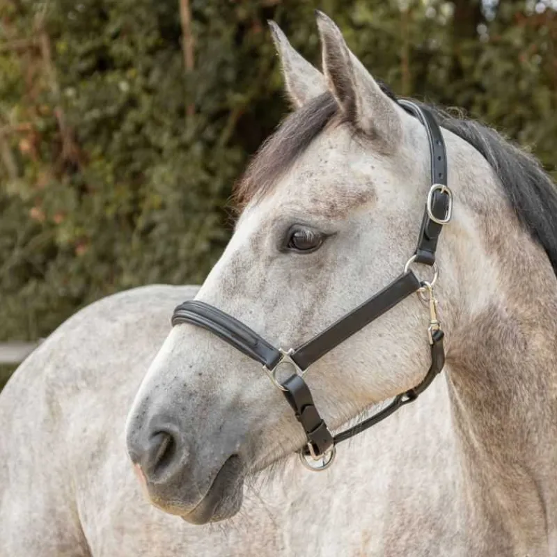 CANTER Licol en cuir Mylord> Licol En Cuir