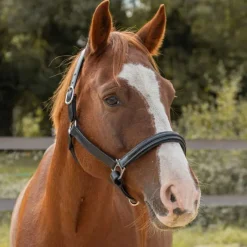 CANTER Licol en cuir Mylord><noscript><img data-lazyloaded=