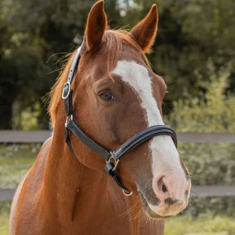 CANTER Licol en cuir Mylord> Licol En Cuir