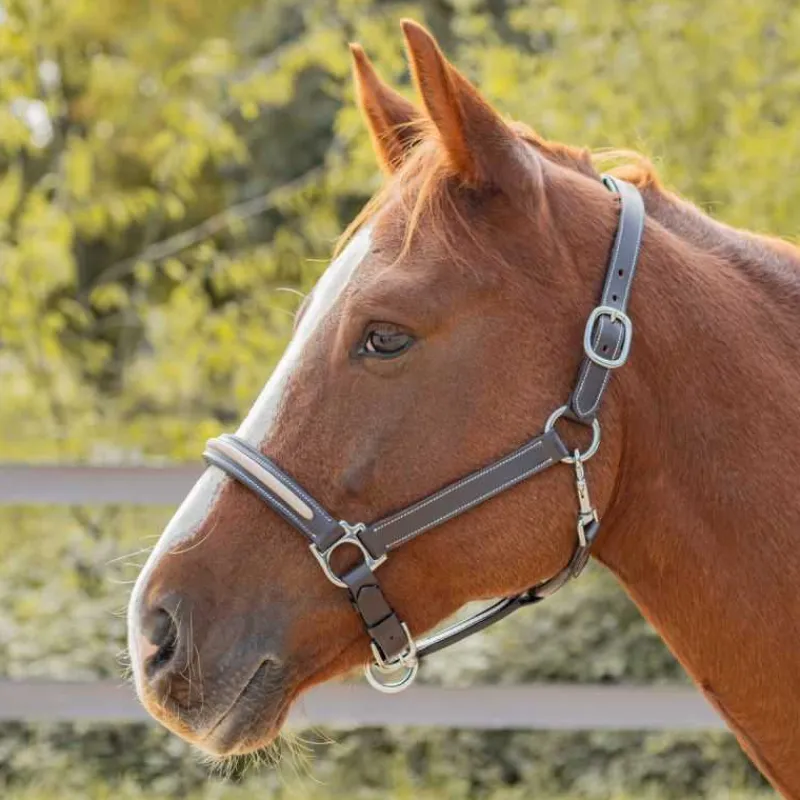 CANTER Licol en cuir Mylord> Licol En Cuir
