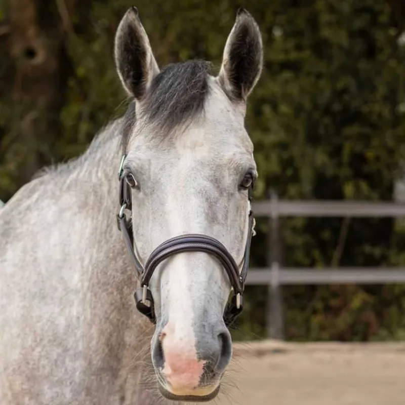 CANTER Licol en cuir Mylord> Licol En Cuir
