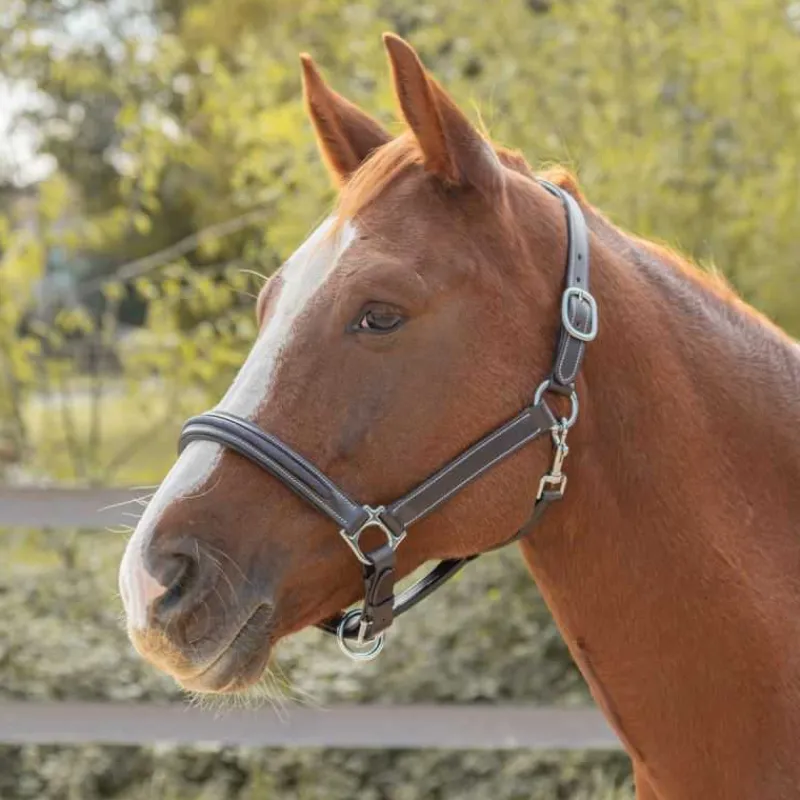 CANTER Licol en cuir Mylord> Licol En Cuir