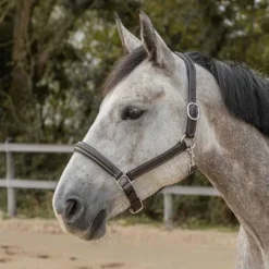 CANTER Licol en cuir Mylord><noscript><img data-lazyloaded=