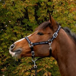 CHEVAL SHOP Licol en nylon spécial Cheval-Shop><noscript><img data-lazyloaded=