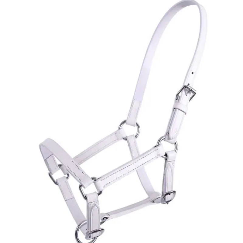 Q-ESSENTIALS Licol poulain en cuir Chico QHP> Licol Poulain Et Shetland|Licol En Cuir