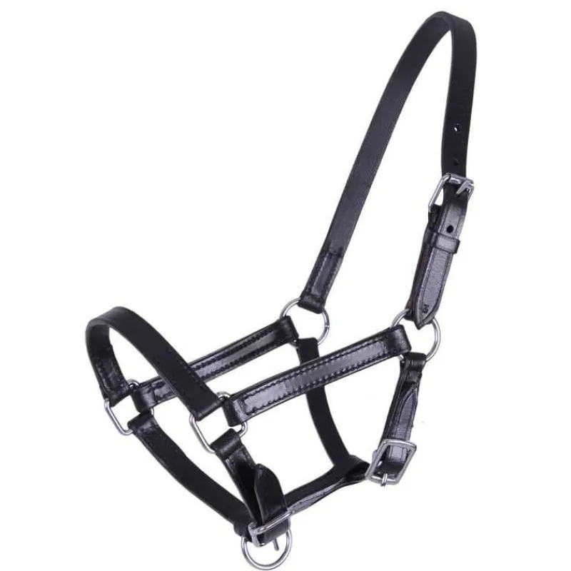 Q-ESSENTIALS Licol poulain en cuir Chico QHP> Licol Poulain Et Shetland|Licol En Cuir