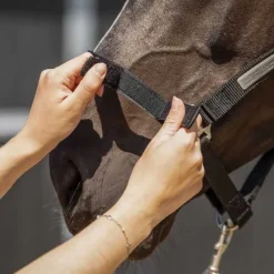 QHP Licol pour harnacher> Licol Nylon