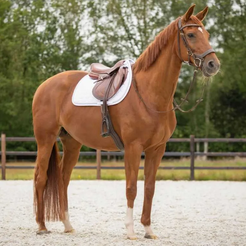 QHP Tapis de selle Sparkle> Tapis Mixte Et Cso|Tapis De Dressage